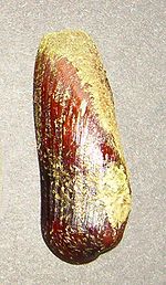    Lithophaga truncata