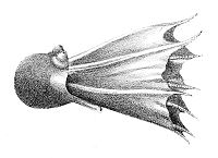      Amphitretus pelagicus     