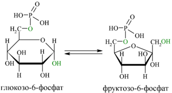 Reaction-Glucose-6P-Fructose-6P
