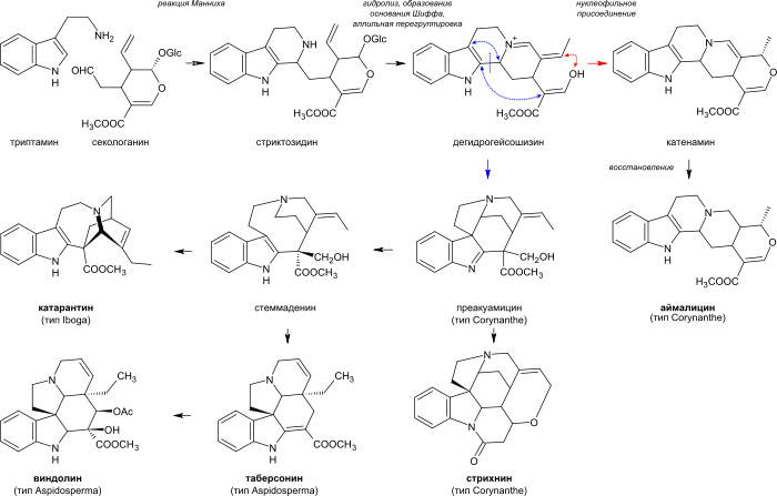 Terpenoid indoles biosynthesis