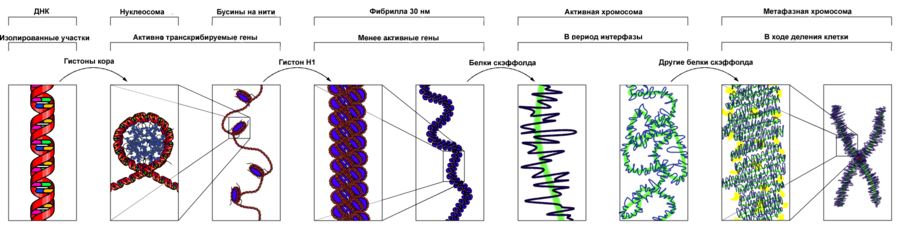 Chromatin Structures ru